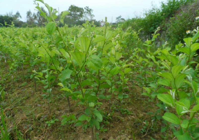 [结果快]青枣苗台湾大青枣苗蜜丝枣苗苹果枣苗嫁接苗