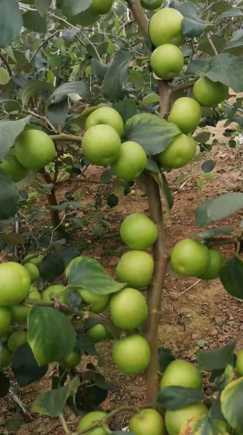 [结果快]青枣苗台湾大青枣苗蜜丝枣苗苹果枣苗嫁接苗