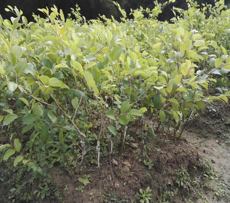 [结果快]青枣苗台湾大青枣苗蜜丝枣苗苹果枣苗嫁接苗