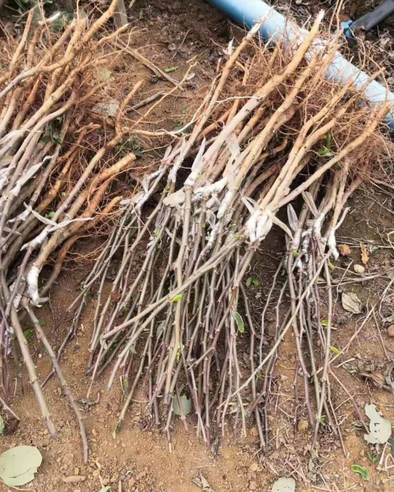 [结果快]青枣苗台湾大青枣苗蜜丝枣苗苹果枣苗嫁接苗