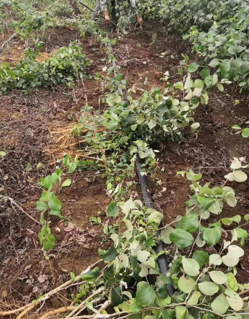 [结果快]青枣苗台湾大青枣苗蜜丝枣苗苹果枣苗嫁接苗