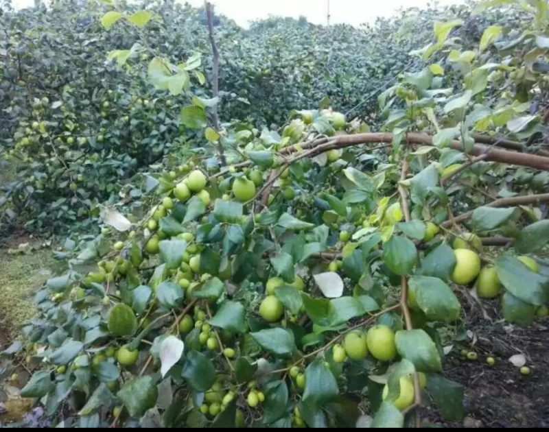 [结果快]青枣苗台湾大青枣苗蜜丝枣苗苹果枣苗嫁接苗