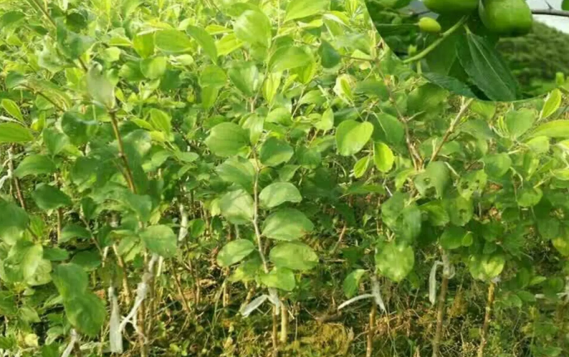 [结果快]青枣苗台湾大青枣苗蜜丝枣苗苹果枣苗嫁接苗