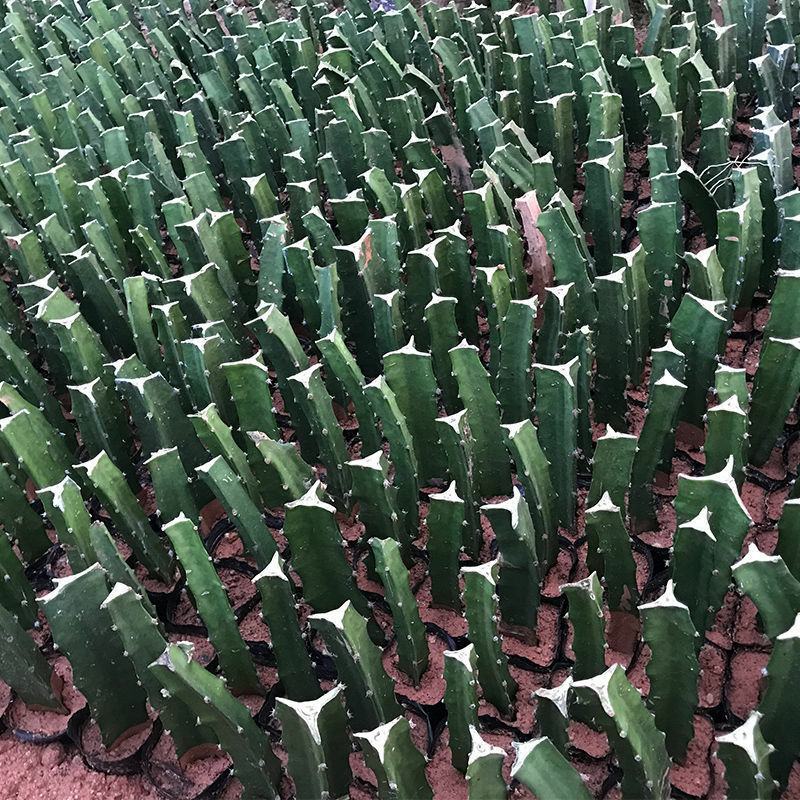 青龙火龙果苗红心火龙果青皮红肉盆栽地栽南北方种，正品。