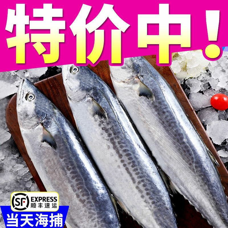 马鲛鱼马鲛鱼马鲛鱼马鲛鱼马鲛鱼马鲛鱼马鲛鱼马鲛鱼马鲛鱼马
