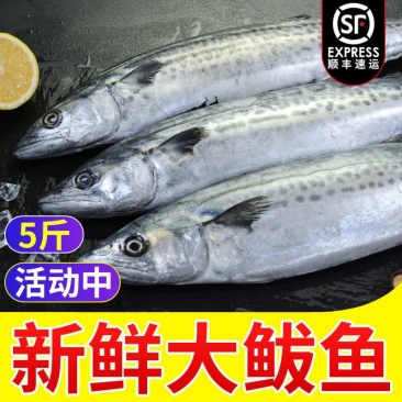 马鲛鱼马鲛鱼马鲛鱼马鲛鱼马鲛鱼马鲛鱼马鲛鱼马鲛鱼马鲛鱼马