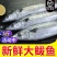 马鲛鱼马鲛鱼马鲛鱼马鲛鱼马鲛鱼马鲛鱼马鲛鱼马鲛鱼马鲛鱼马