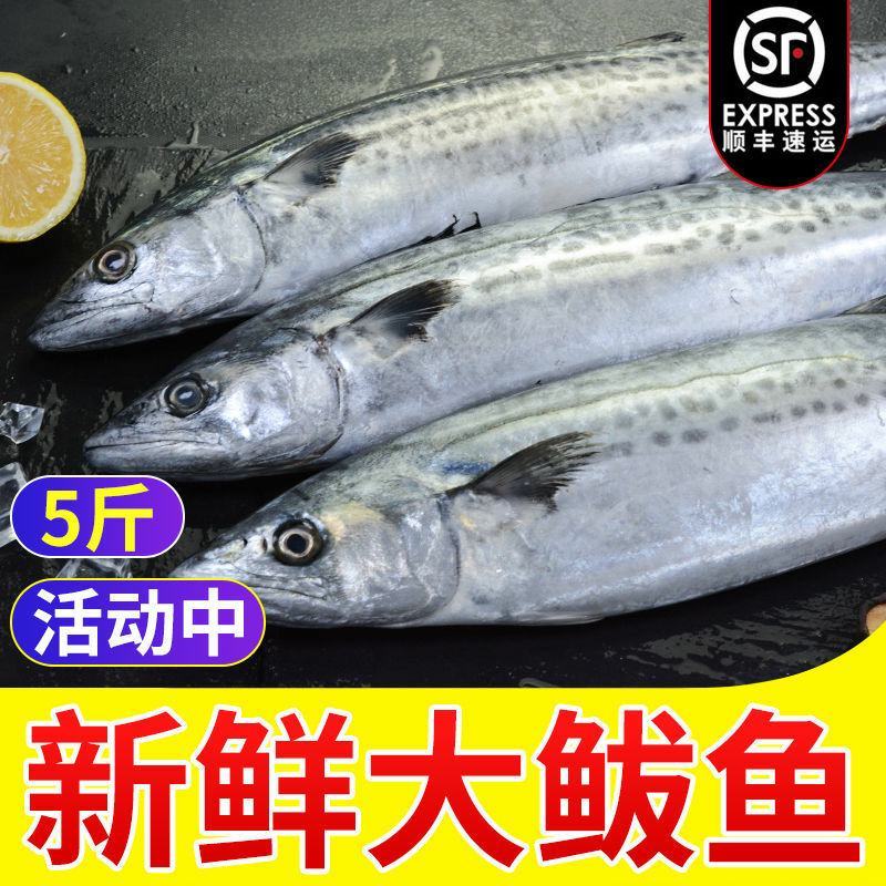 马鲛鱼马鲛鱼马鲛鱼马鲛鱼马鲛鱼马鲛鱼马鲛鱼马鲛鱼马鲛鱼马