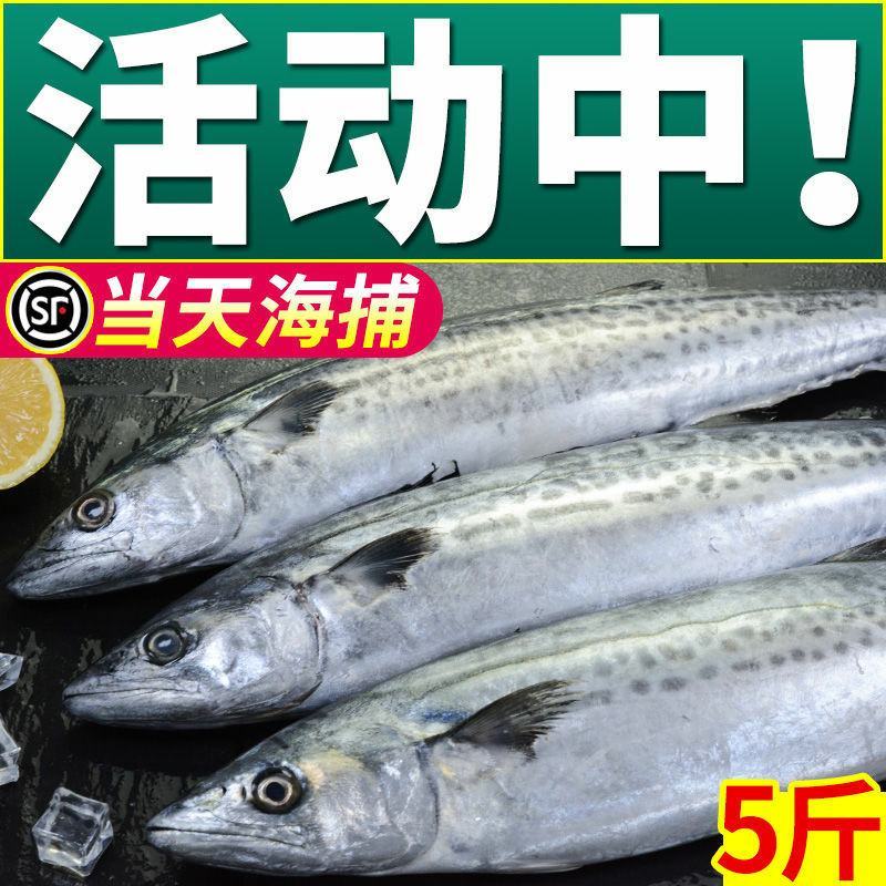 马鲛鱼马鲛鱼马鲛鱼马鲛鱼马鲛鱼马鲛鱼马鲛鱼马鲛鱼马鲛鱼马
