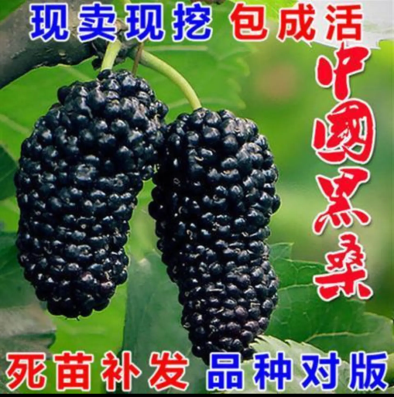[结果快]桑果苗长果桑苗大果桑苗正品嫁接苗结果快