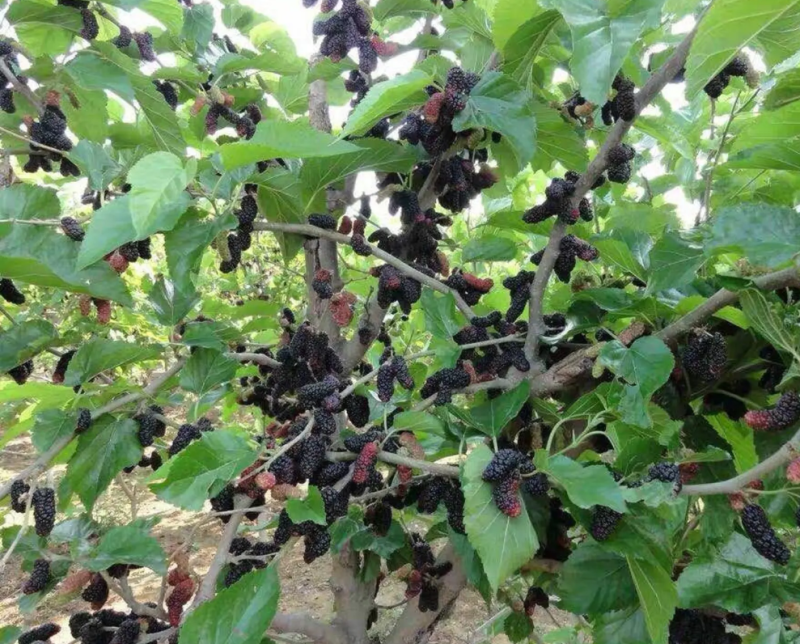 [结果快]桑果苗长果桑苗大果桑苗正品嫁接苗结果快