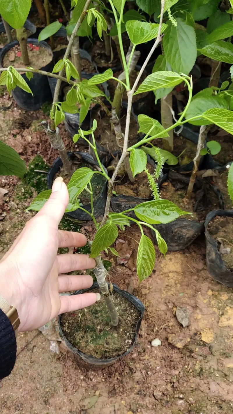 [结果快]桑果苗长果桑苗大果桑苗正品嫁接苗结果快