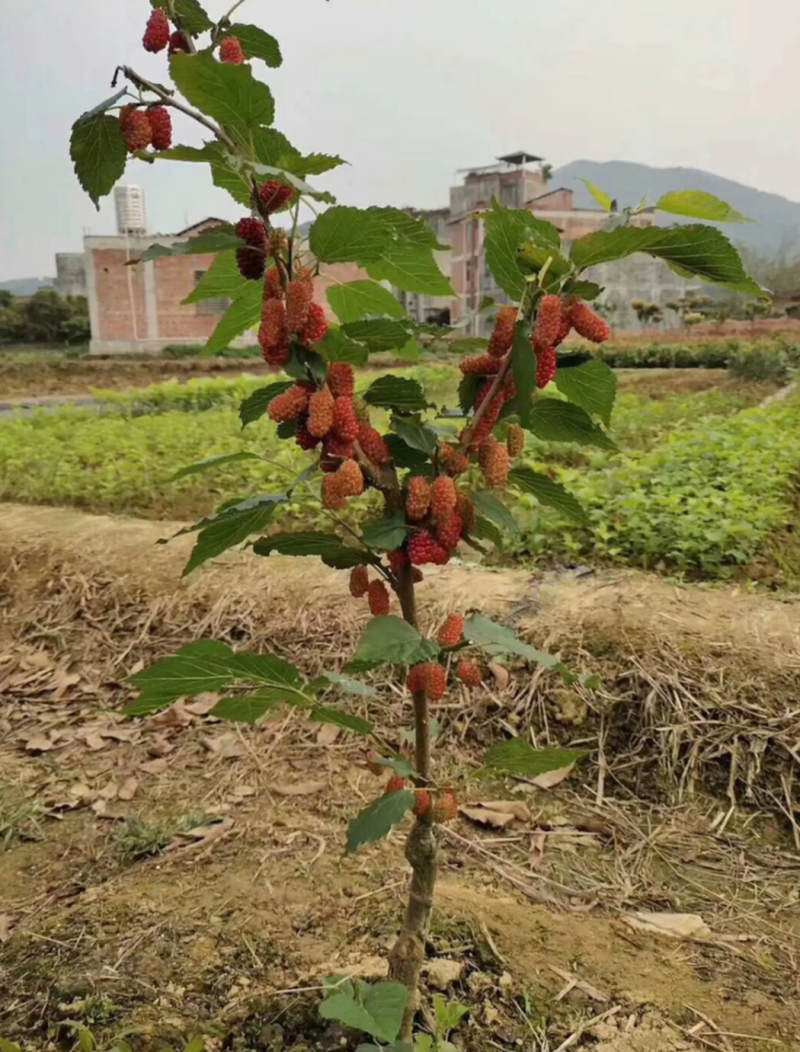 [结果快]桑果苗长果桑苗大果桑苗正品嫁接苗结果快