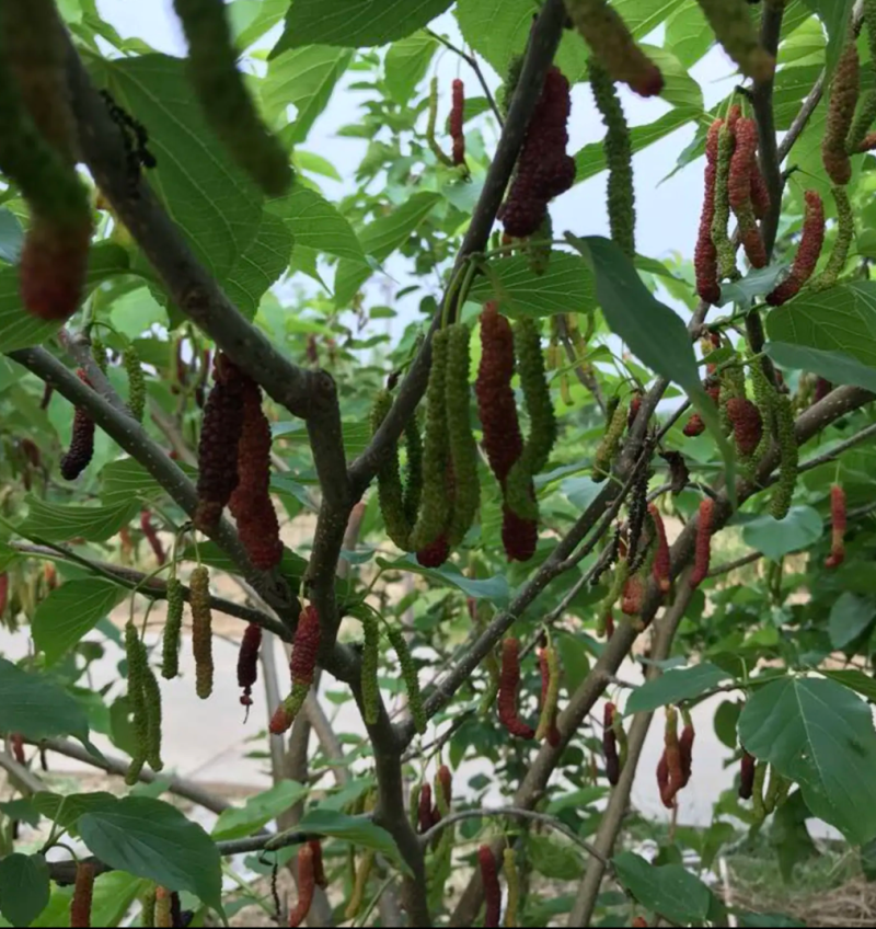 [结果快]桑果苗长果桑苗大果桑苗正品嫁接苗结果快