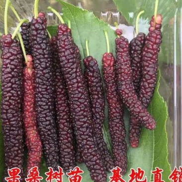 [结果快]桑果苗长果桑苗大果桑苗正品嫁接苗结果快