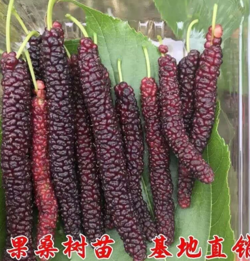 [结果快]桑果苗长果桑苗大果桑苗正品嫁接苗结果快