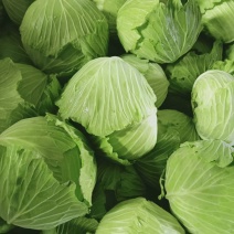 【精选】优质甘蓝/包菜/平头包菜产地直销量大价廉欢迎电联