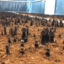 永州黑皮鸡枞菌新棚出菇产地直销欢迎合作