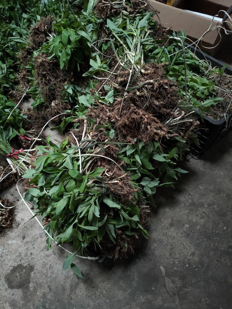 多花倒苗姜型种苗，大量出售多花倒苗姜型黄精种苗