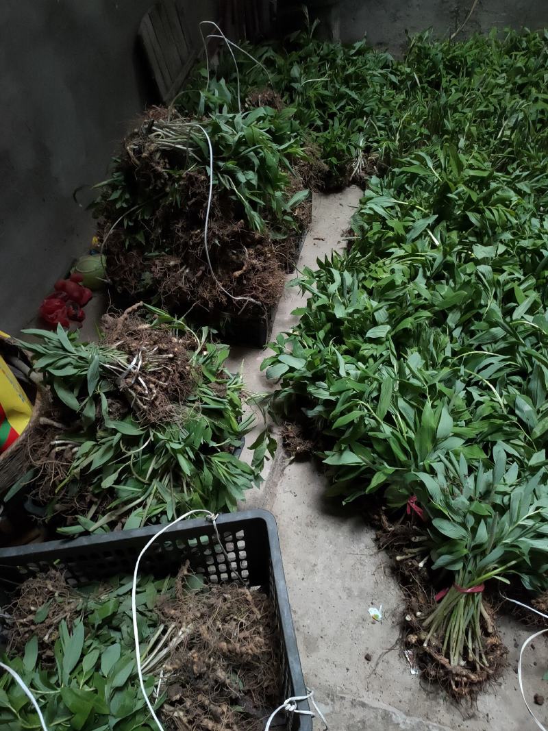 多花倒苗姜型种苗，大量出售多花倒苗姜型黄精种苗