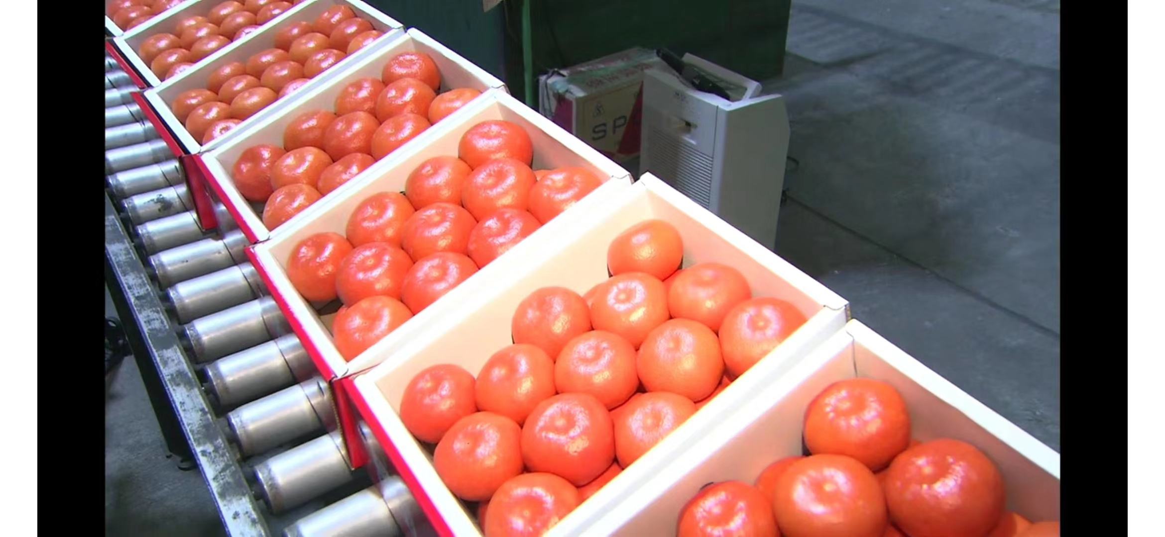 无籽沃柑加工与销售