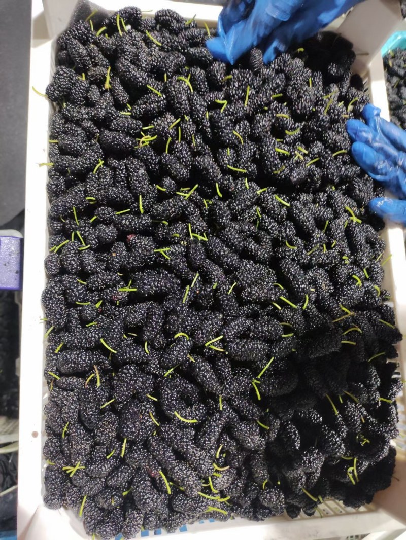 优质大凉山黑桑葚，开始大量上市，有需求的老板快联系