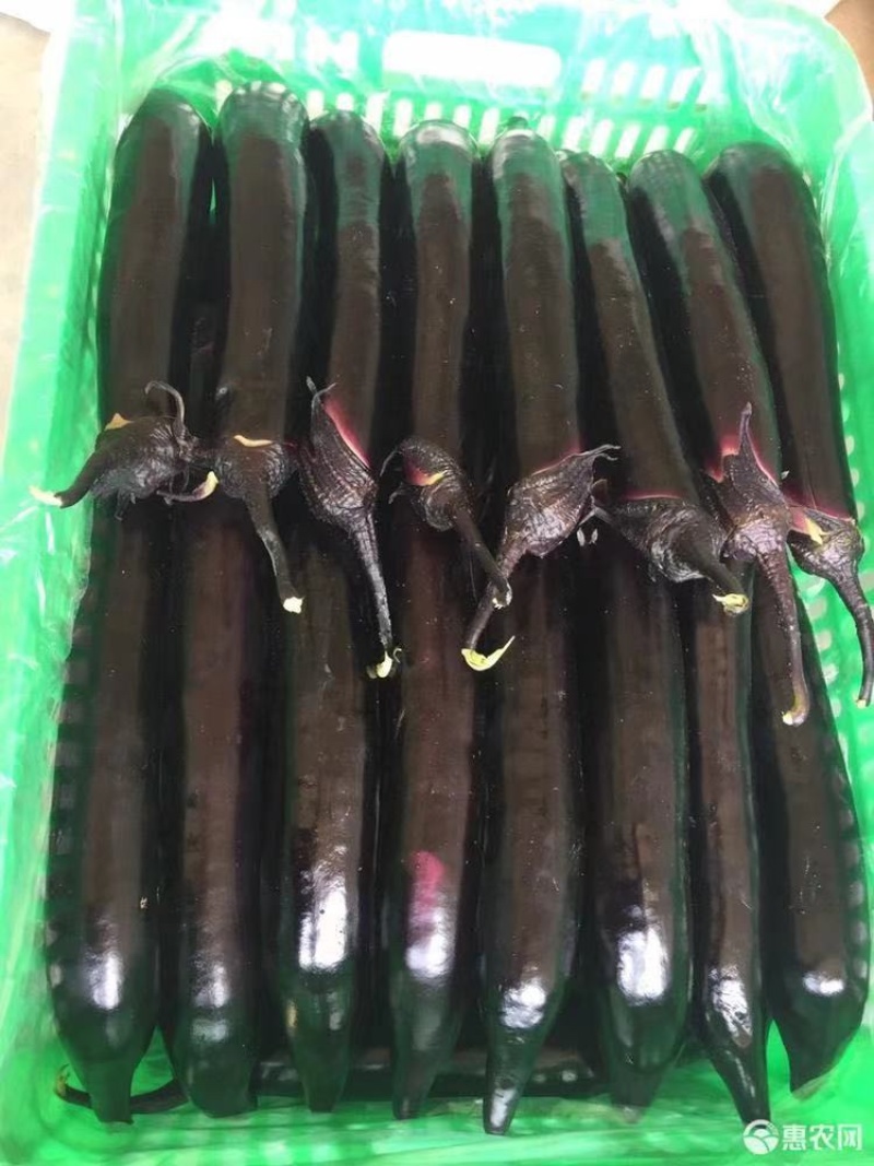 嫁接茄子苗，大龙长茄，圆茄苗品种齐全质量保证，存活率高