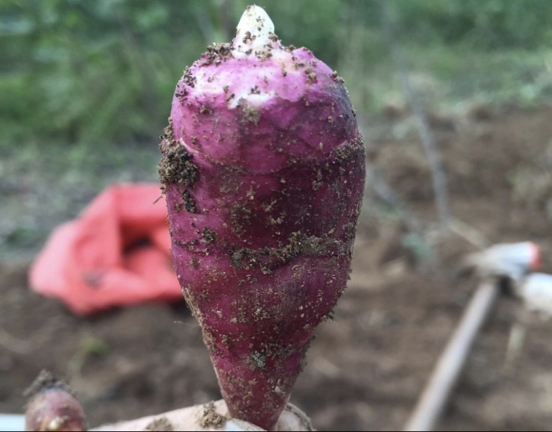 胰岛果红果菊芋红皮菊芋郓城产地发货