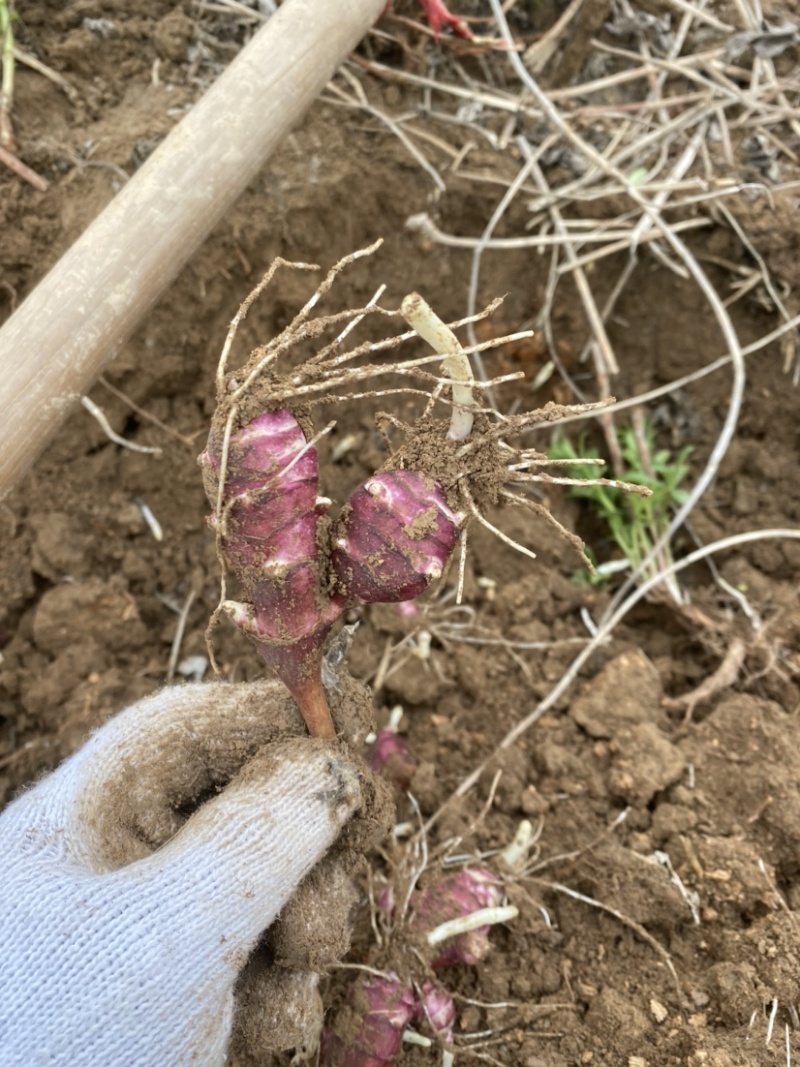 胰岛果红果菊芋红皮菊芋郓城产地发货