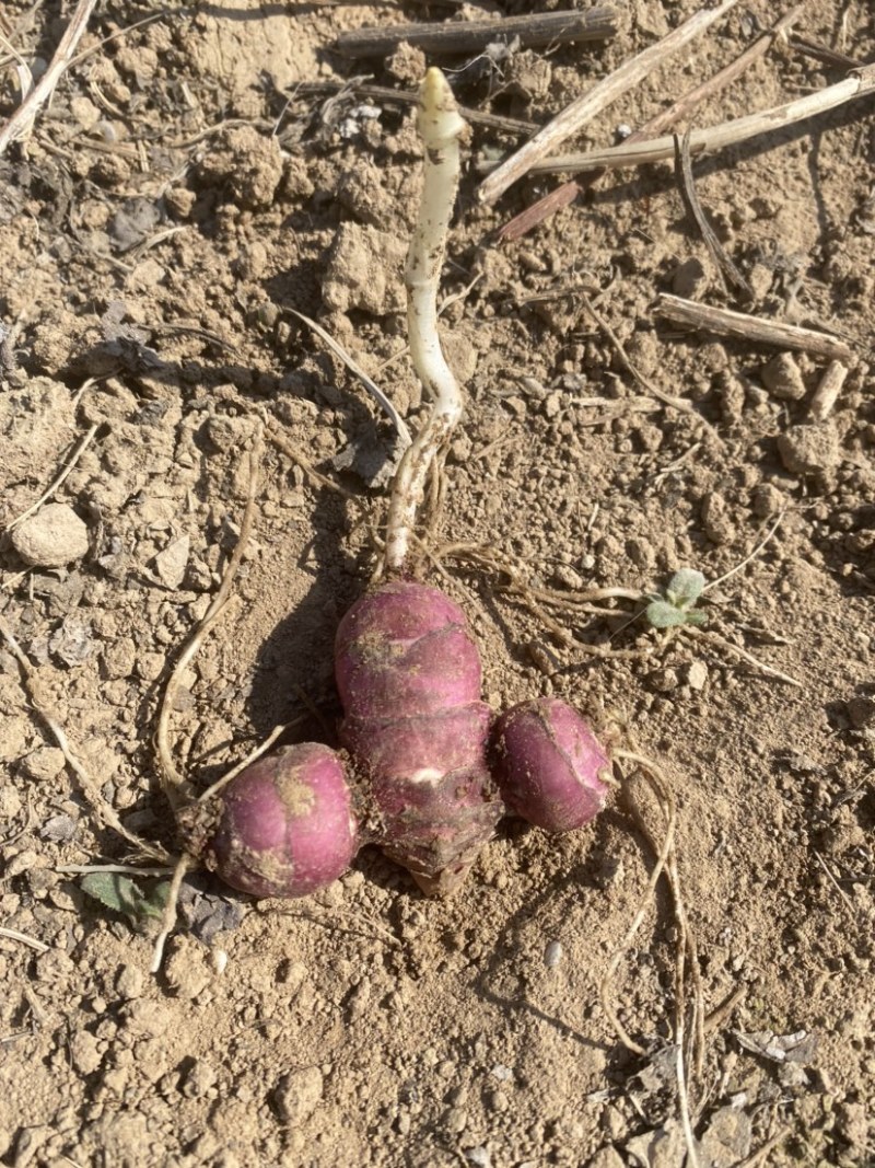 胰岛果红果菊芋红皮菊芋郓城产地发货