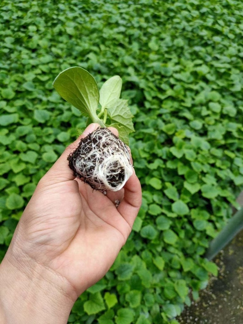 密刺黄瓜苗，水果黄瓜苗，苗圃直发，四季种植，耐运输，抗病