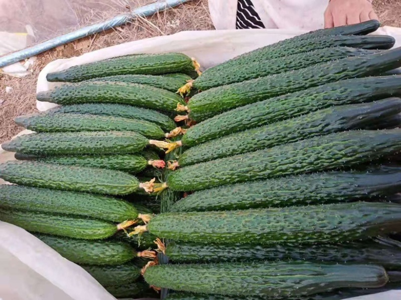 密刺黄瓜苗，水果黄瓜苗，苗圃直发，四季种植，耐运输，抗病