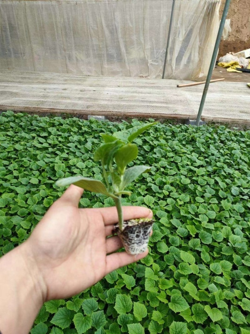 密刺黄瓜苗，水果黄瓜苗，苗圃直发，四季种植，耐运输，抗病