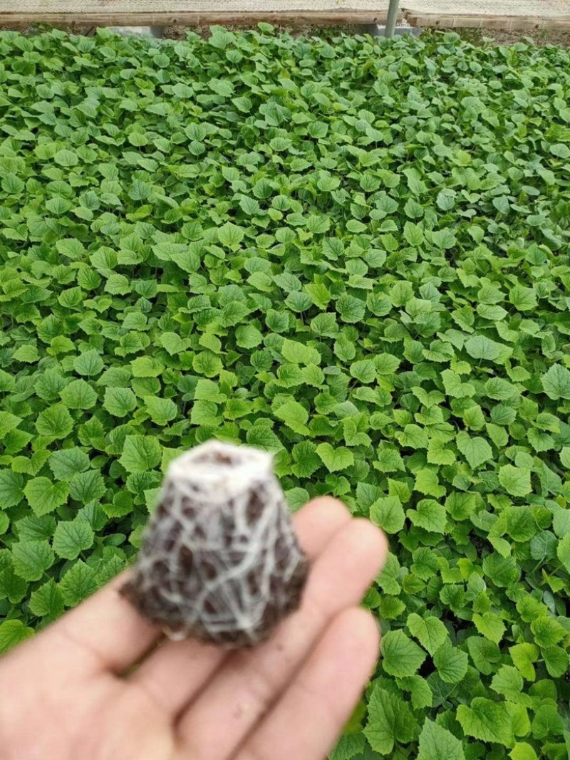 密刺黄瓜苗，水果黄瓜苗，苗圃直发，四季种植，耐运输，抗病