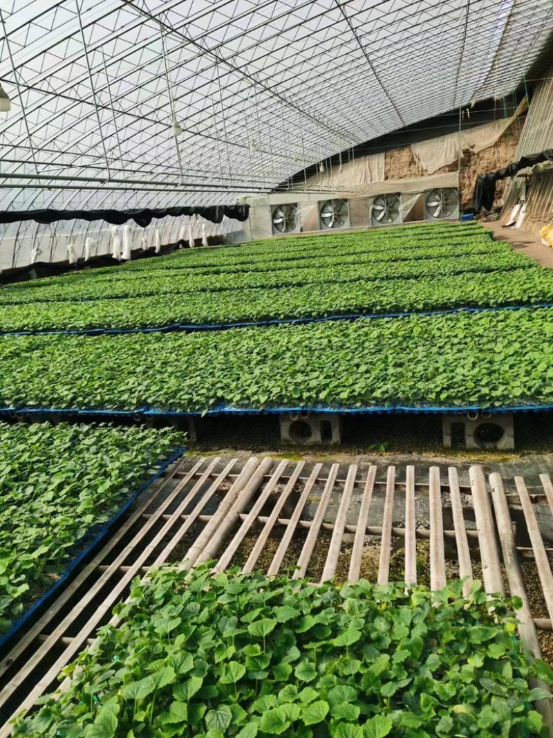 密刺黄瓜苗，水果黄瓜苗，苗圃直发，四季种植，耐运输，抗病
