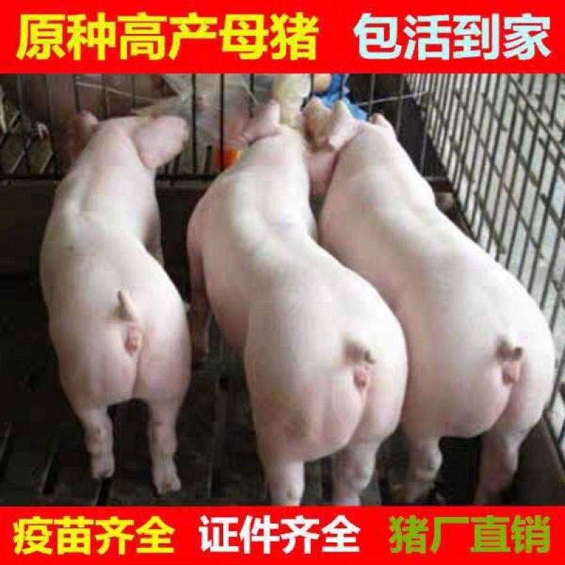 苏太母猪，太湖母猪二元母猪，长白大白母猪