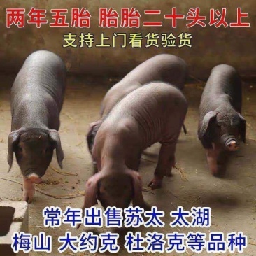 苏太母猪，太湖母猪二元母猪，长白大白母猪