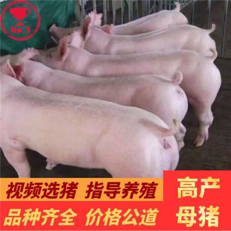 苏太母猪，太湖母猪二元母猪，长白大白母猪
