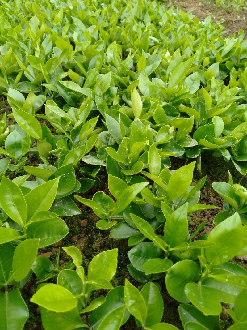 酸柚苗.酸柚苗，广西酸柚大小苗，大量供应，货从优