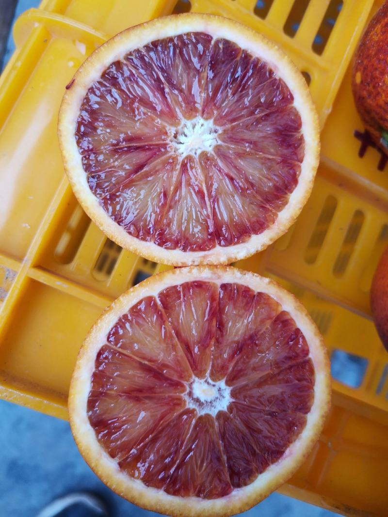 农家自产自销塔罗科血橙
