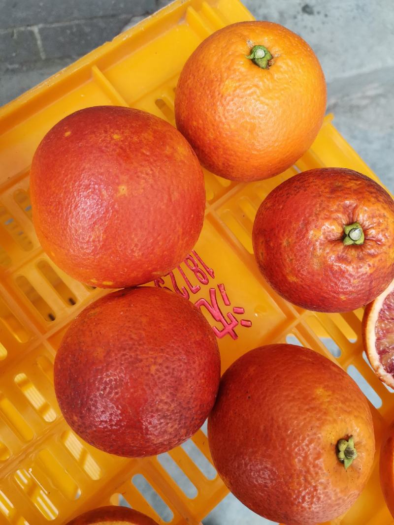 农家自产自销塔罗科血橙
