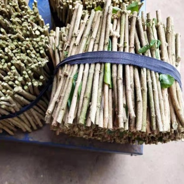 茉莉花枝条批发，茉莉花苗批发