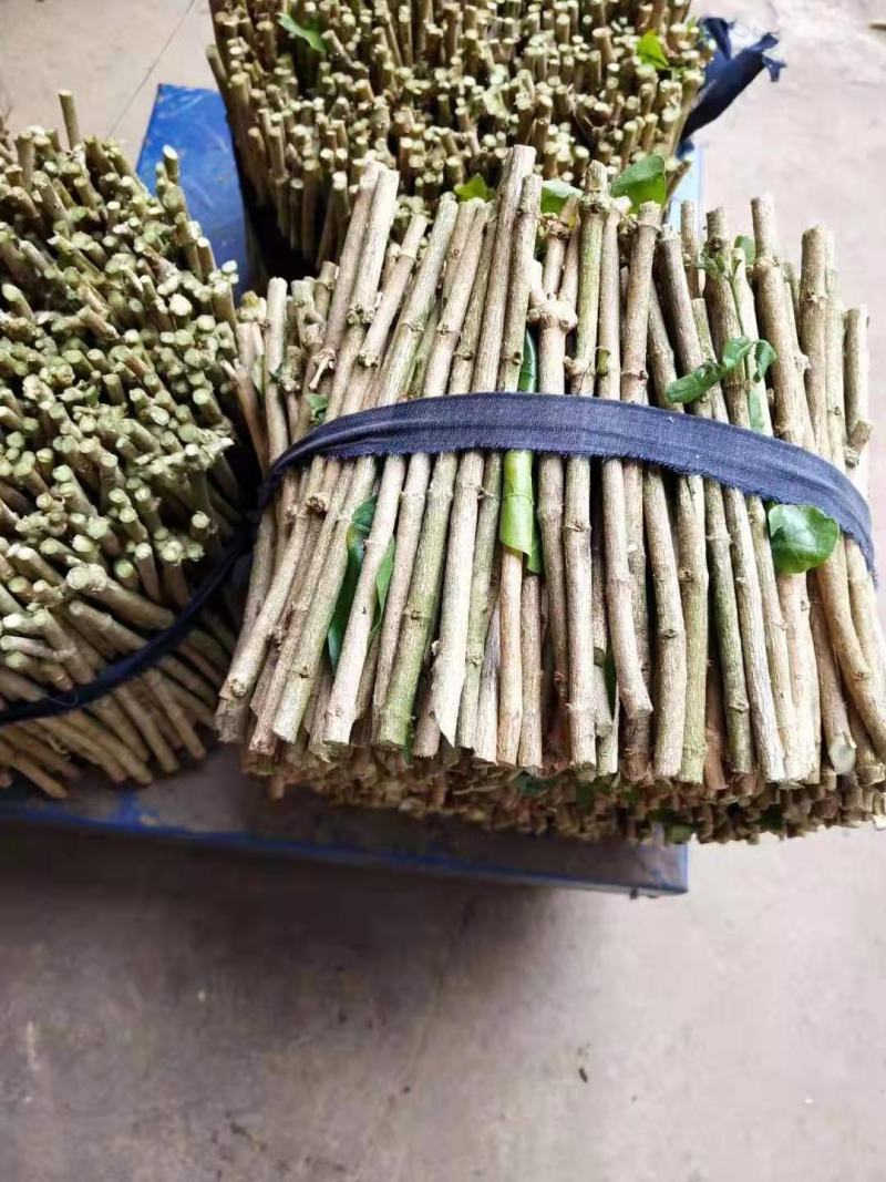茉莉花枝条批发，茉莉花苗批发