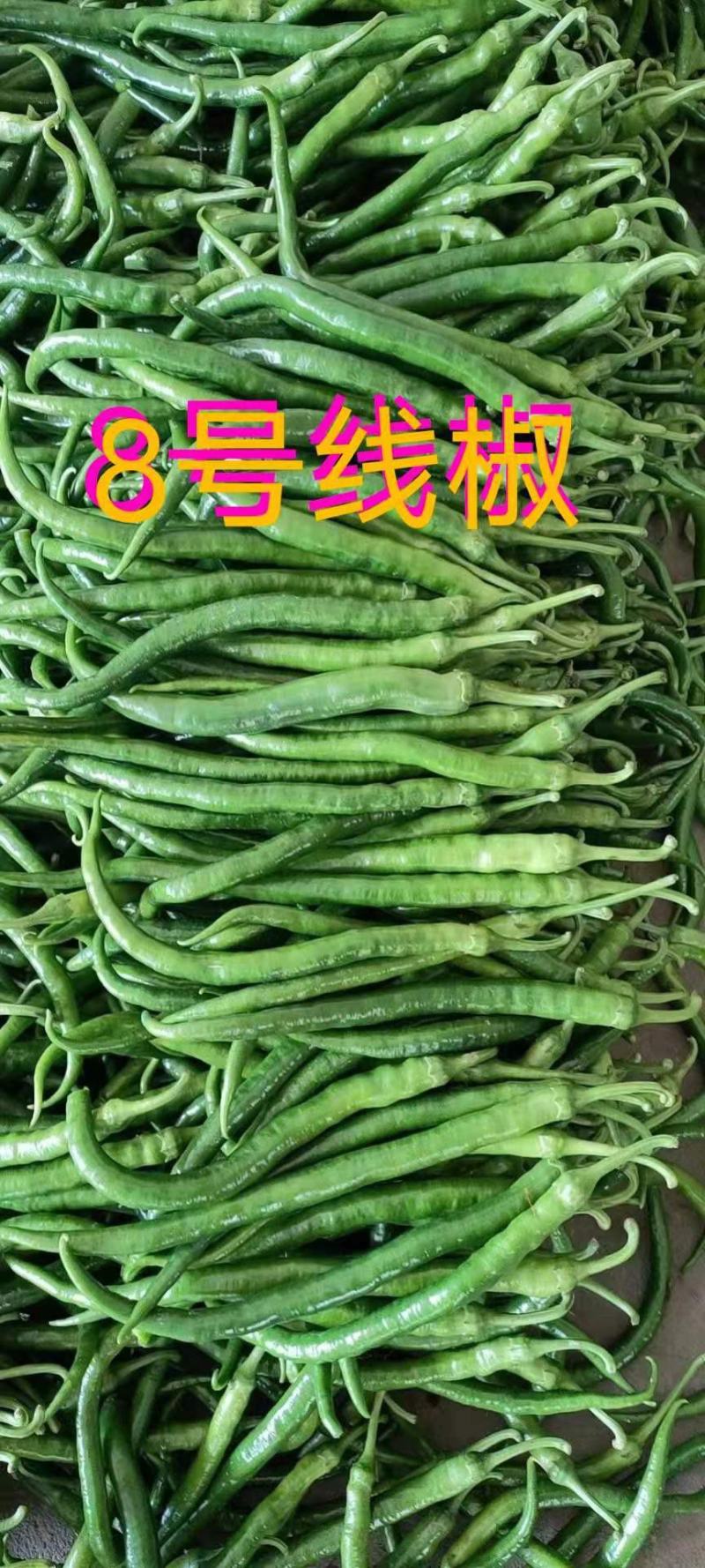 辣椒线椒大量上市，需要的联系收货的老板联系我！