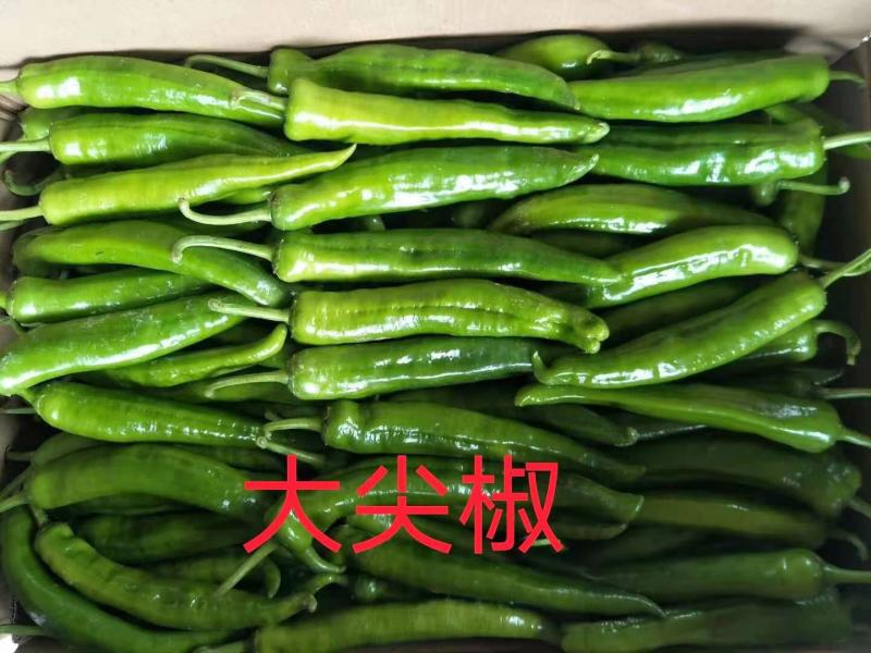 辣椒线椒大量上市，需要的联系收货的老板联系我！