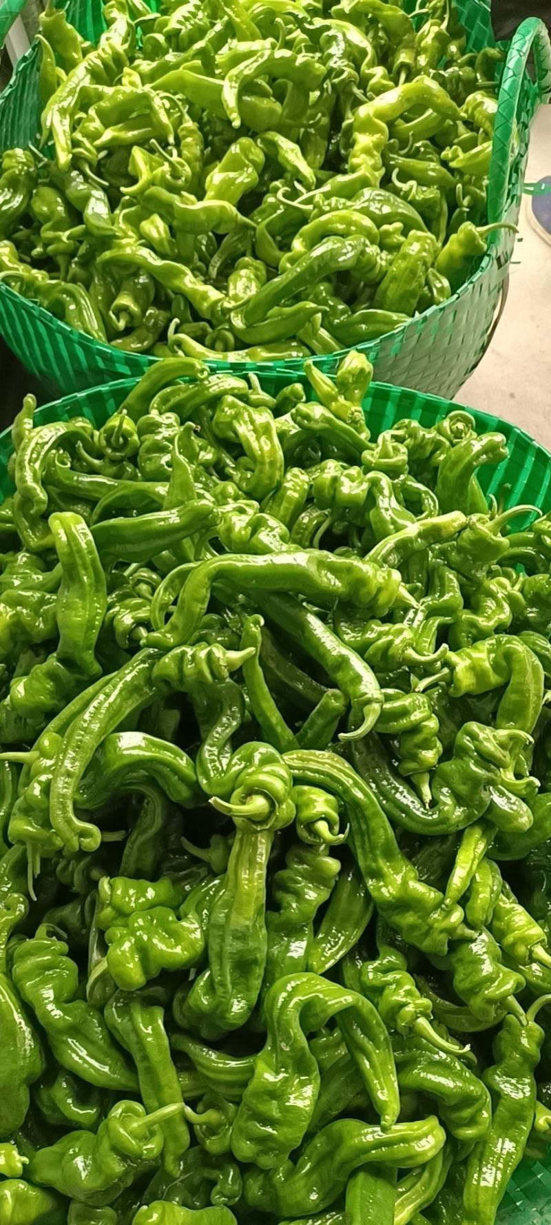 辣椒线椒大量上市，需要的联系收货的老板联系我！