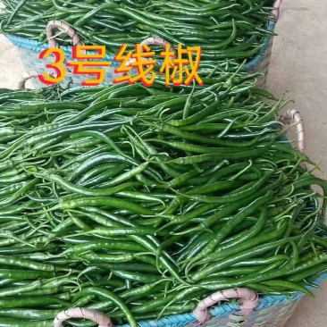 辣椒线椒大量上市，需要的联系收货的老板联系我！