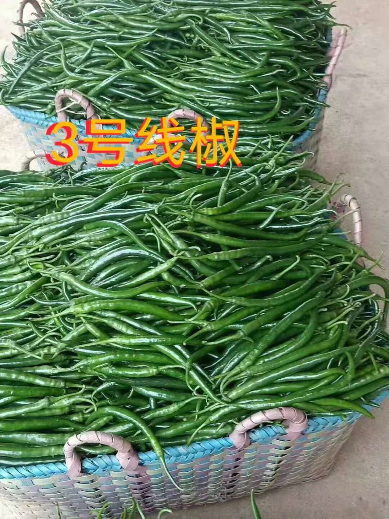 辣椒线椒大量上市，需要的联系收货的老板联系我！