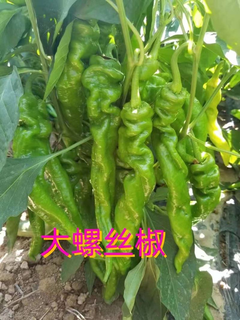 辣椒线椒大量上市，需要的联系收货的老板联系我！