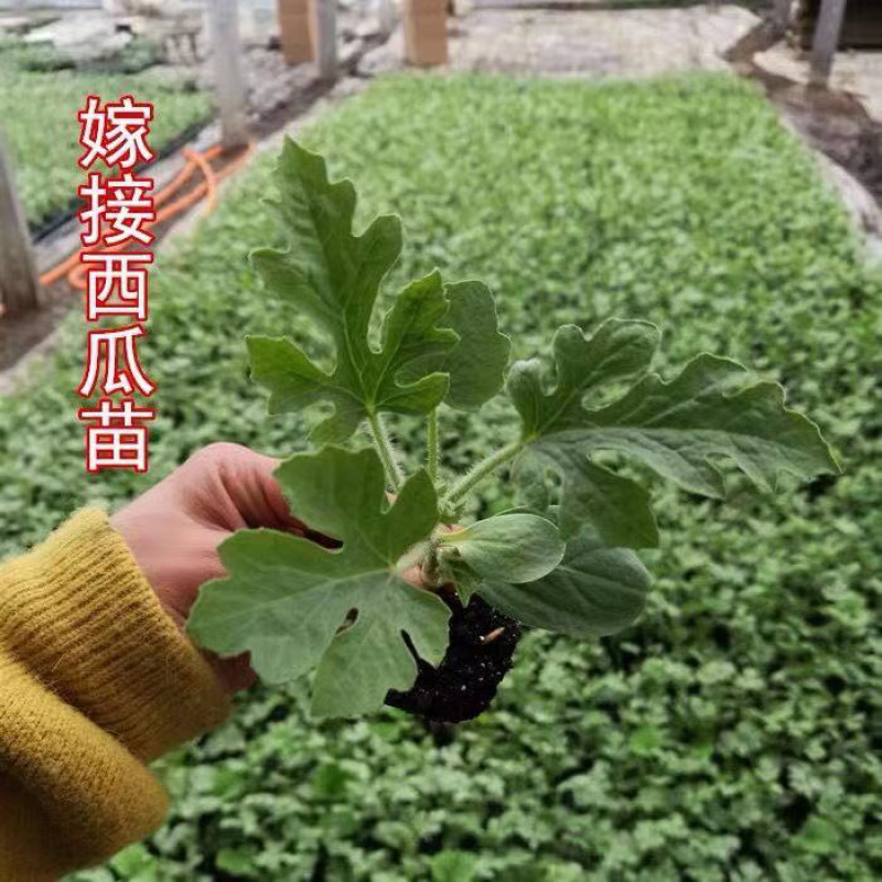 嫁接8424西瓜苗，直根苗，抗病强，耐运输全国发货